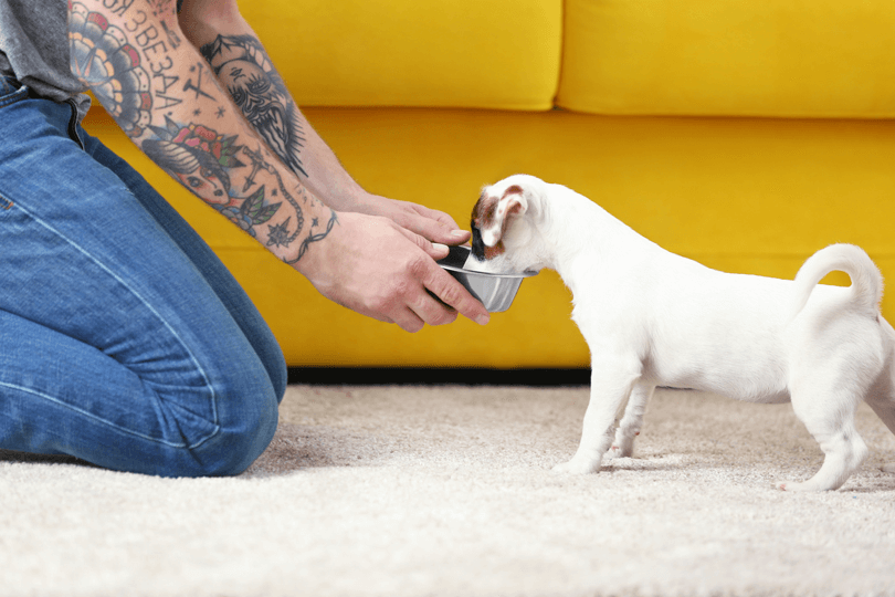 tutor oferecendo ração para filhote comer