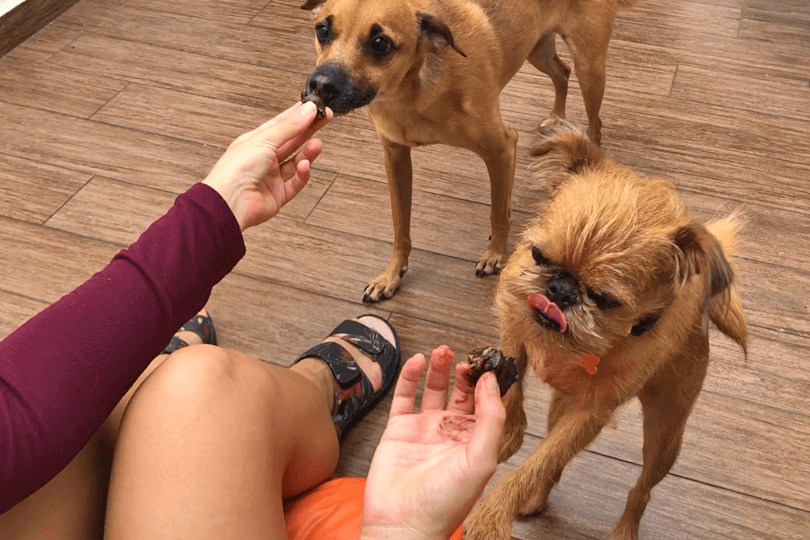 receita de ovo de páscoa para cachorro