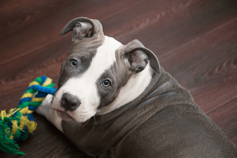 filhote de american staffordshire terrier cinza e branco