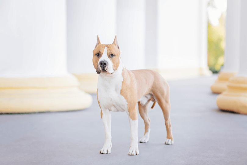 american staffordshire terrier castanho claro com branco