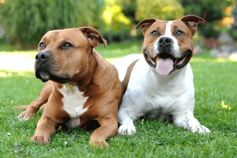 irmãos da raça american staffordshire em parque