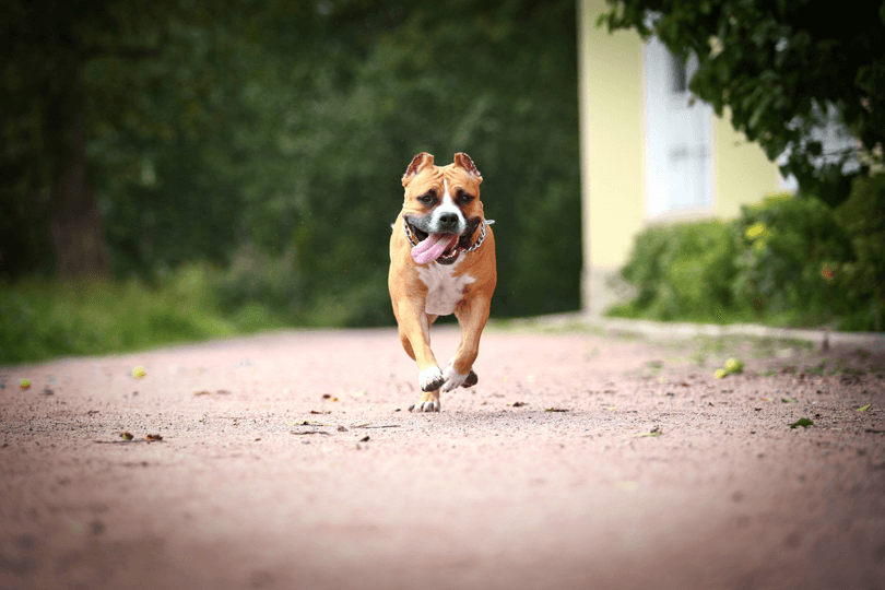 cachorro da raça american staffordshire terrier correndo