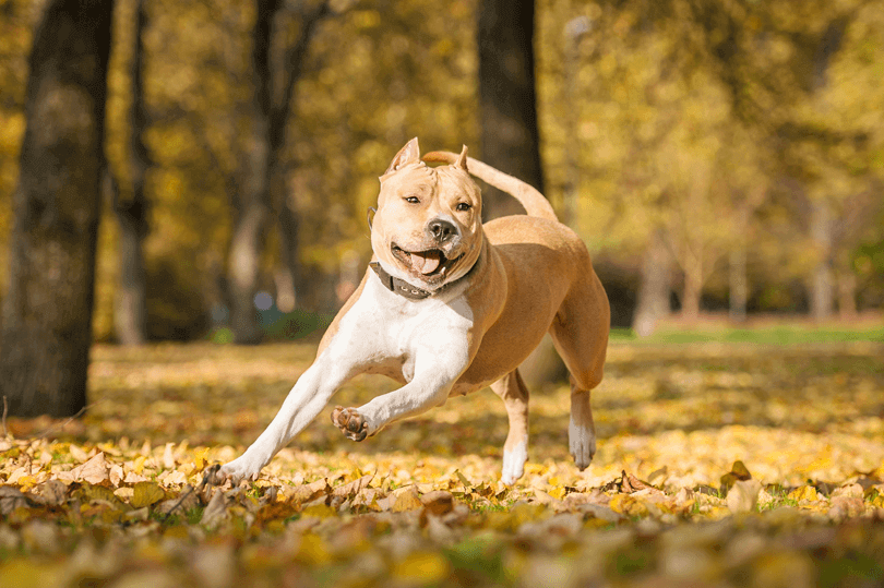 amstaff castanho claro e branco brincando correndo em parque