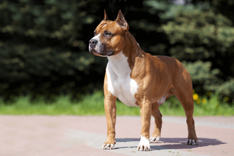 american staffordshire terrier com orelhas levantadas