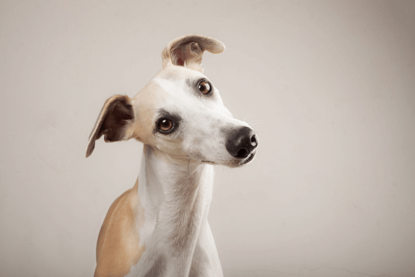 Foto de cachorro da raça whippet