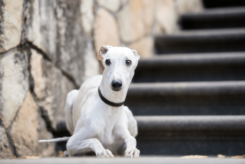 Whippet branco