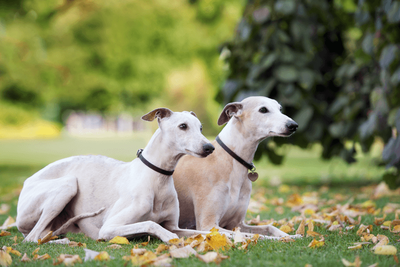 Dois whippets em parque