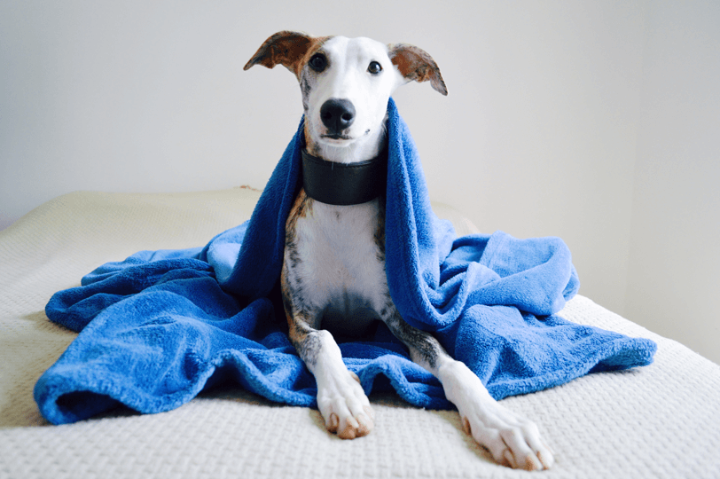 Cão whippet em cobertor