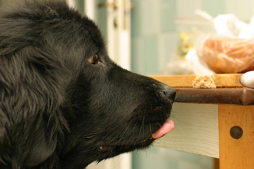 terra nova cachorro com a língua de fora