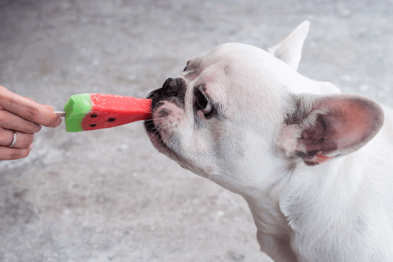 cachorro tomando sorvete de melancia