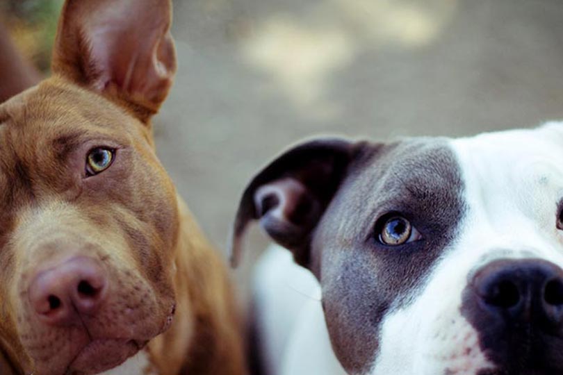 dois pit bulls preto e marrom