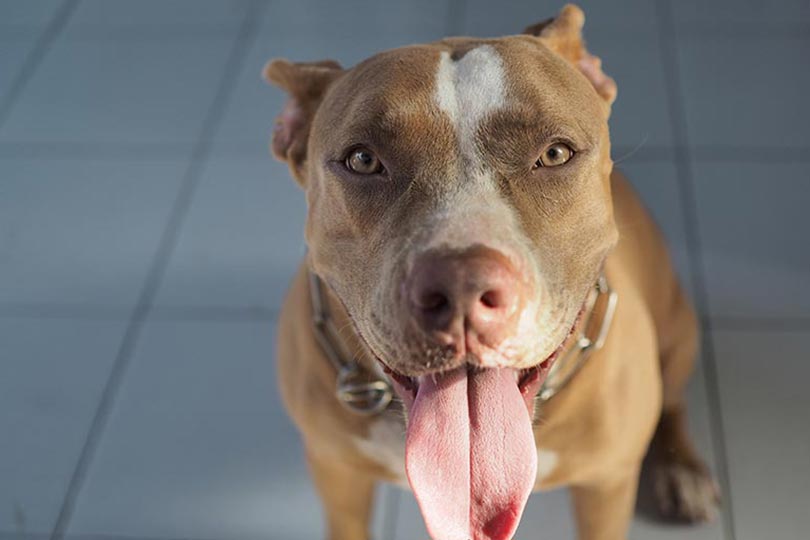 pitbull red nose