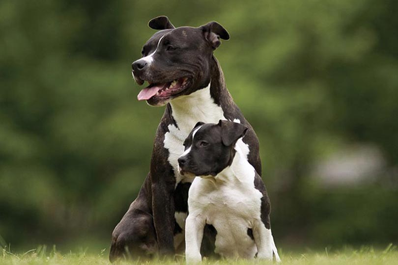 cachorro pit bull com filhote pit bull