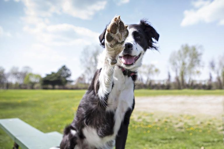 border collie dando a patinha no parque