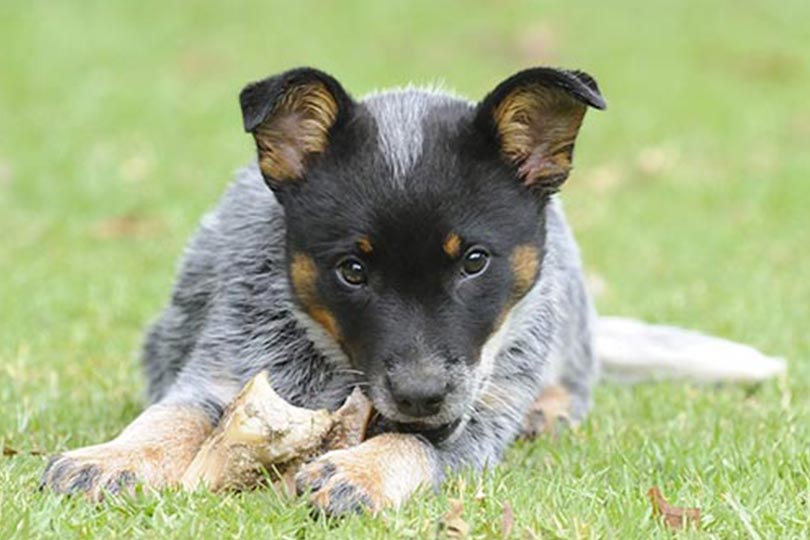 Boiadeiro australiano é a décima  raça de cachorro mais inteligente