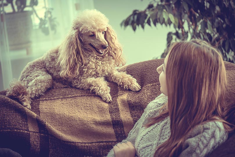 Poodle é a segunda raça de cachorro mais inteligente