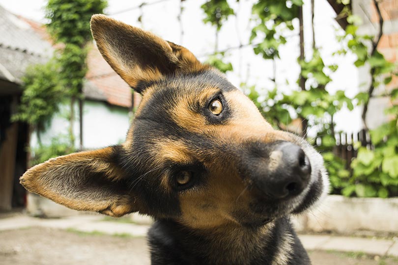 pastor alemão é a terceira raça de cachorro mais inteligente