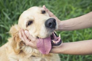 cachorro golden retriever com a língua para fora