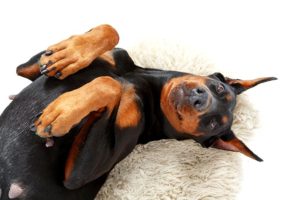 foto de cachorro de grande porte da raça doberman deitado em tapete branco