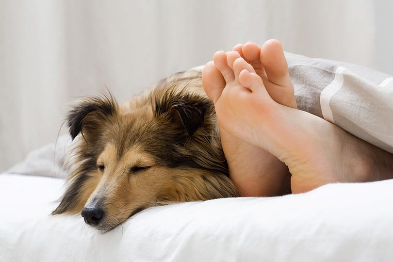 Pastor de shetland é a sexta raça de cachorro mais inteligente