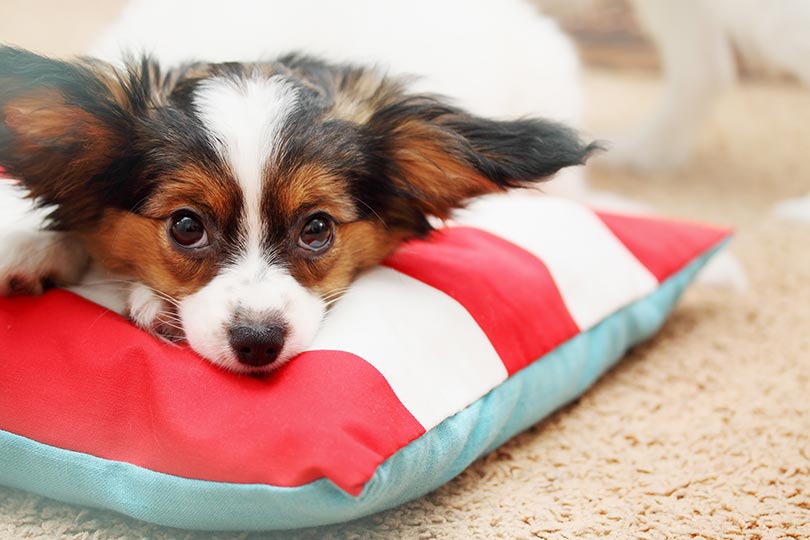 papillon é a oitava raça de cachorro mais inteligente