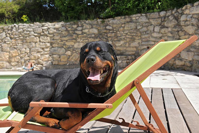 Rottweiler é a nona raça de cachorro mais inteligente