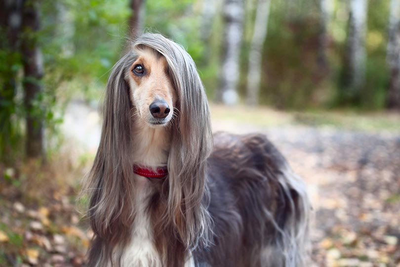 afghan hound é uma raça de cachorro peluda