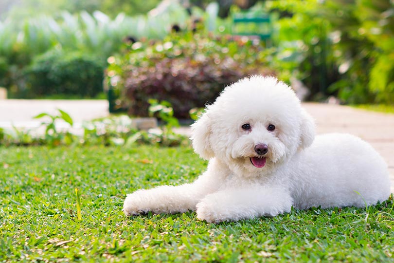 Bichon frisé é um exemplo de raça de cachorro peludo 