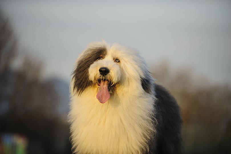 Raça de cachorro peludo bobtail