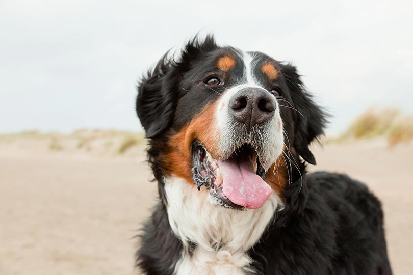 Raça de cachorro peludo Bernese 