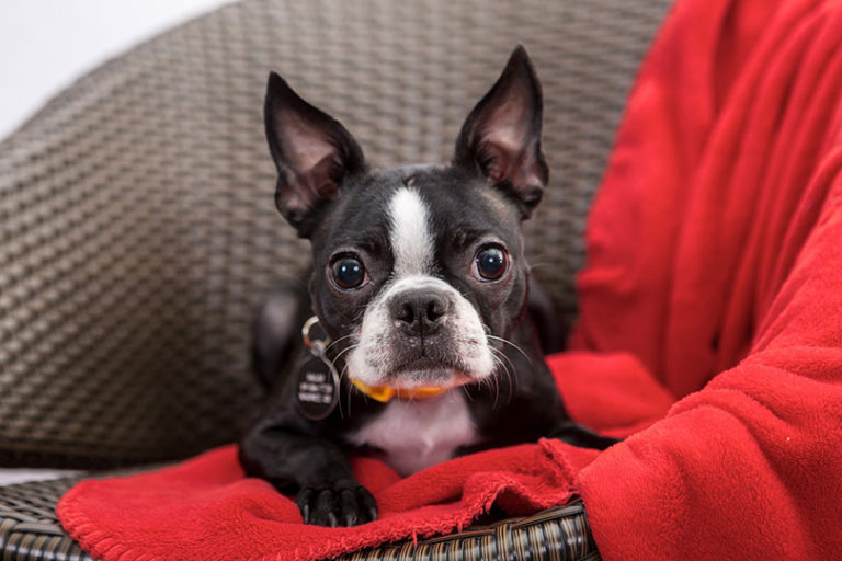 Boston terrier com cobertor vermelho