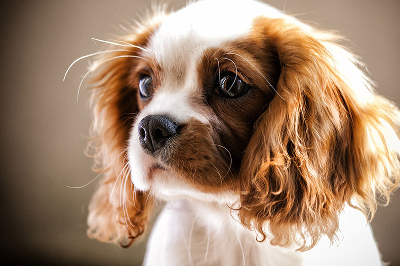 Cachorros braquicefálicos Cavalier king charles spaniel