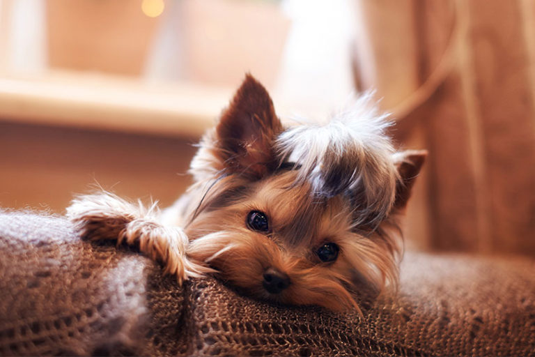 cachorro de raça pequena yorkshire terrier com o pelo preso