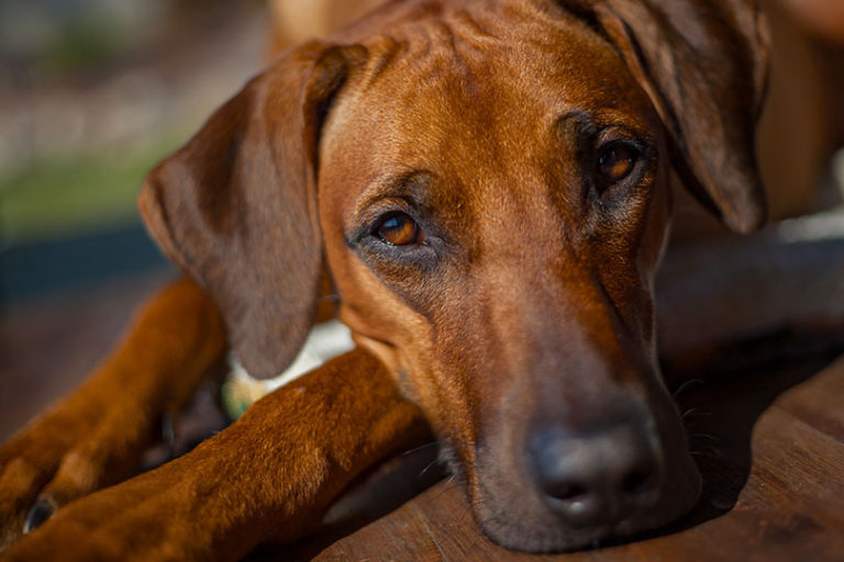 Diabetes em cães