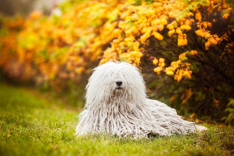 Komondor é um representante de raça de cachorro peludo