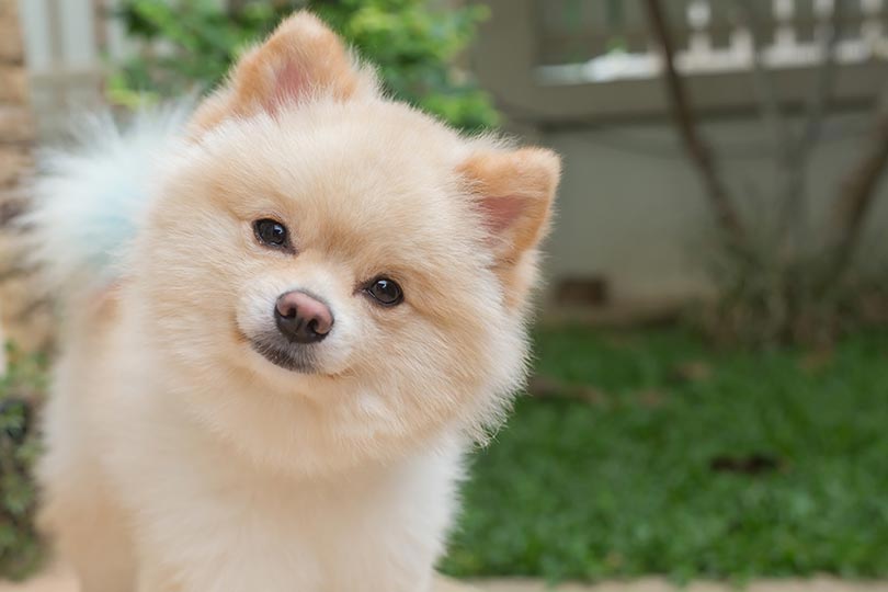 Lulu da Pomerânia é uma raça de cachorro peludo