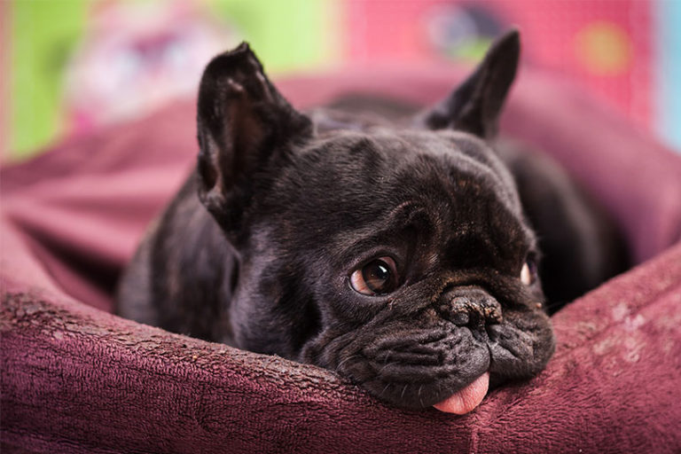 Descubra como tratar a parainfluenza canina