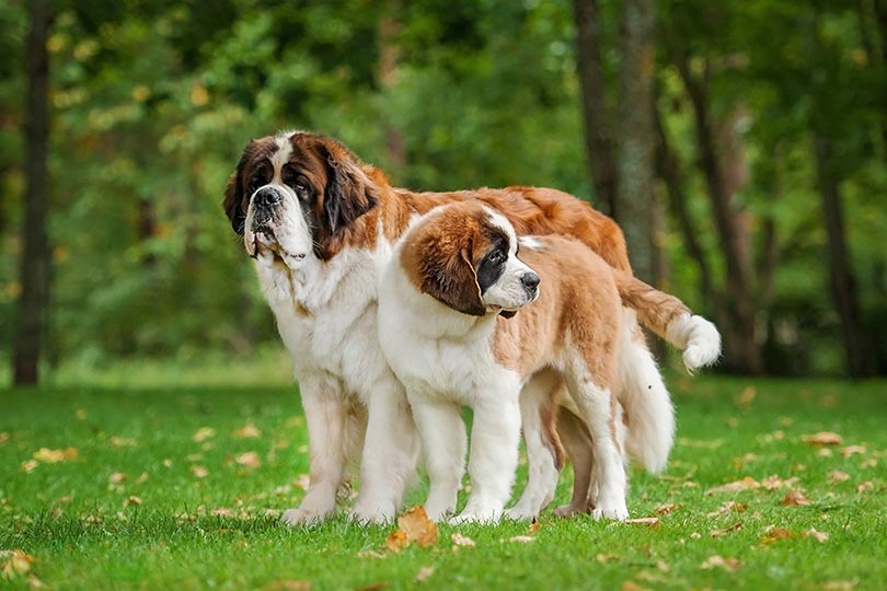 Dupla de cachorros da raça são bernardo