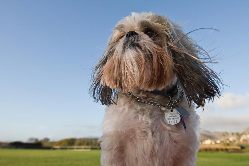 Close de um shih tzu 