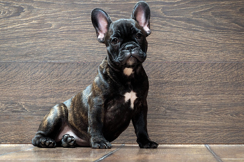 Cachorros braquicefálicos buldogue francês