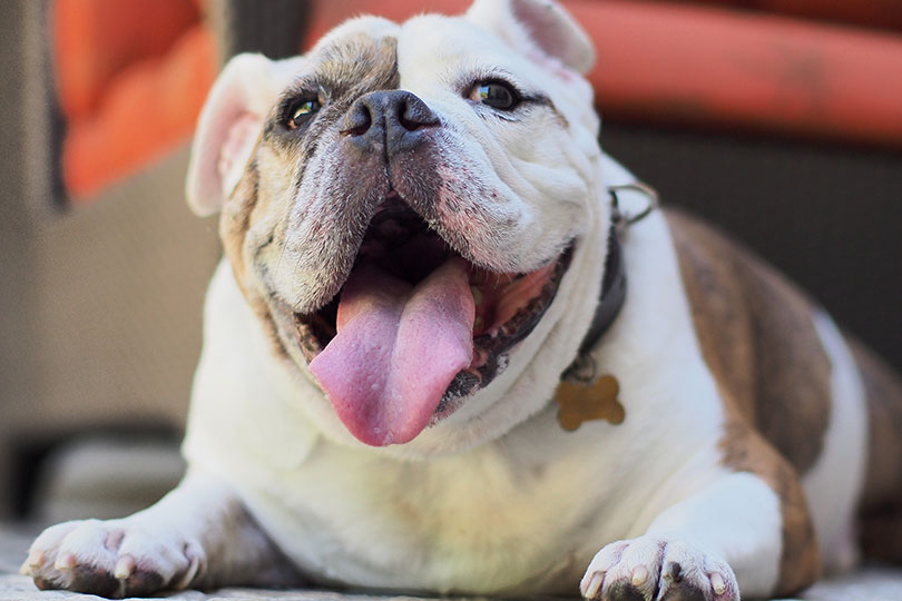 Cachorros braquicefálicos buldogue inglês