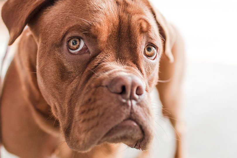 Cachorros braquicefálicos dogue de bordeaux