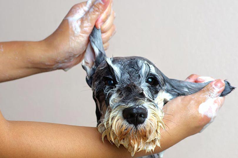 Dar banho no cachorro em apartamento