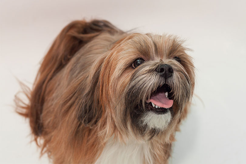 Cachorros braquicefálicos lhasa apso