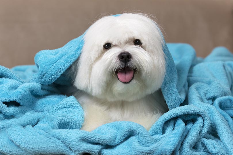 Cachorros braquicefálicos maltês