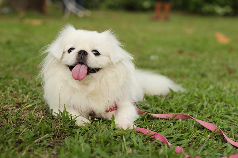 Cachorros braquicefálicos pequinês