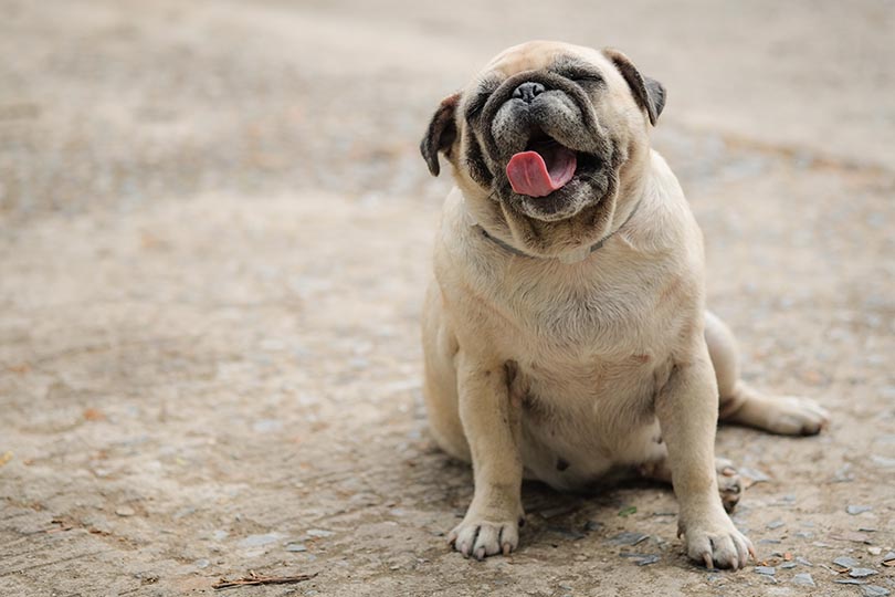 Cachorros braquicefálicos pug