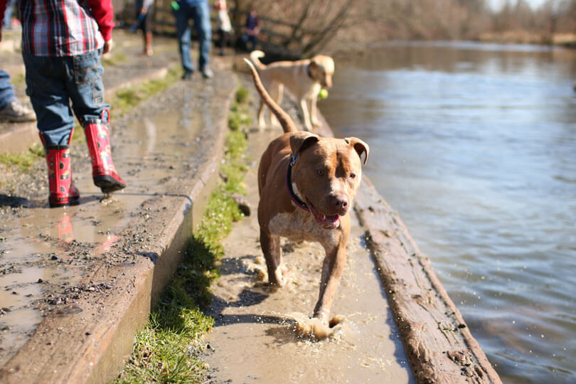 cachorro pitbull passeando em lago