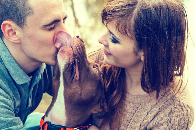 raça pit bull com família