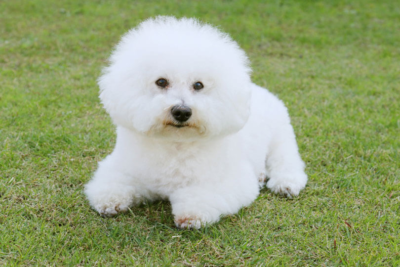 bichon frise é um cachorro de raça pequena